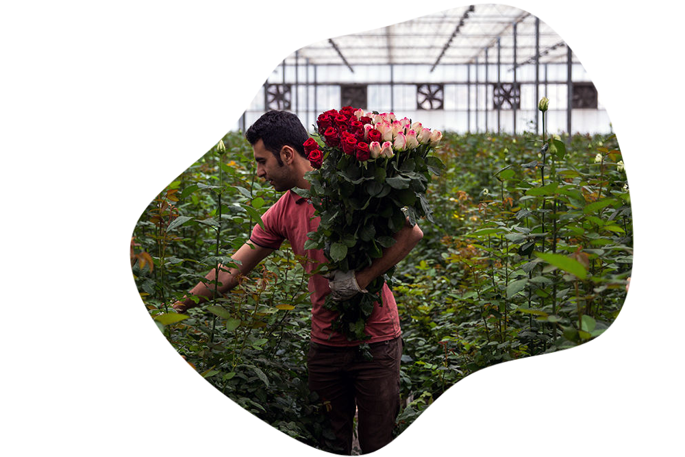 درباره گلخانه