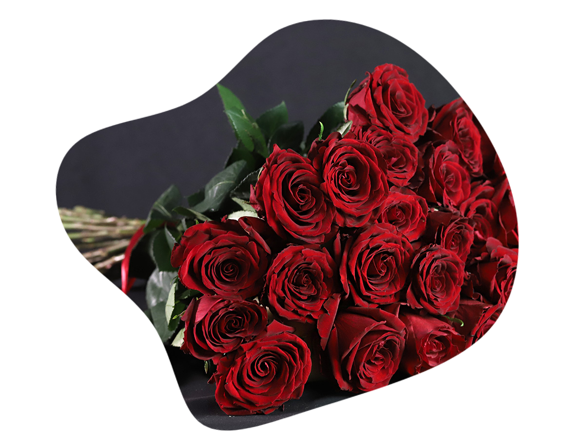 درباره علمین